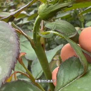 家庭玫瑰花种植(玫瑰花种植管理日常#月季)