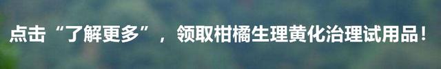 沃柑种植，高温天气管理上要注意哪些方面？