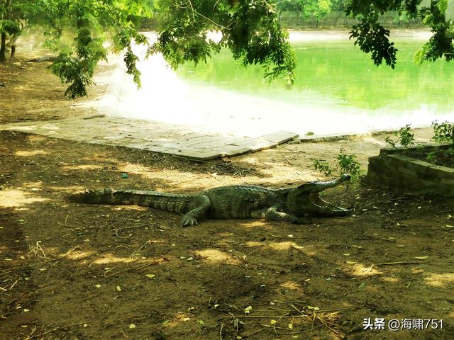 鳄鱼养殖基地