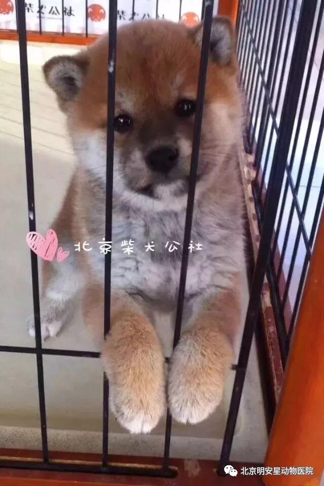 狗界小戏精—柴犬