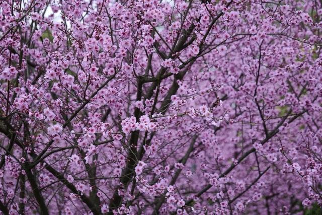 3月金山这里变身“粉红王国”，你可千万别错过