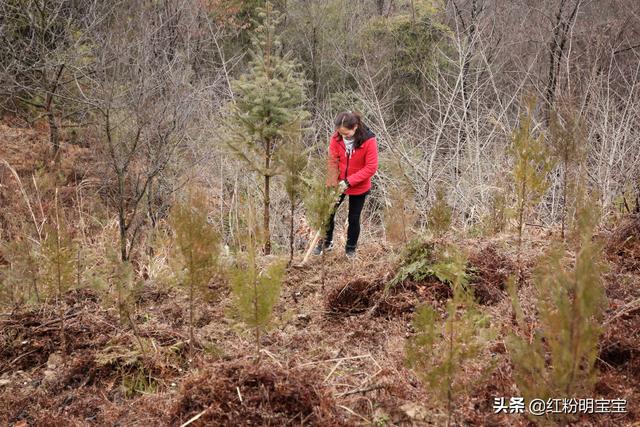 一学就会~教你种植野生猕猴桃，开种建园拍摄于秦巴安康伏羲山