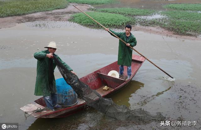 纯干货！水产养殖如何培育好一池好水，养殖户必看