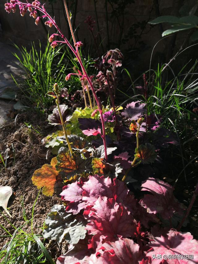 北方庭院每月都想赏花？就选这些花搭配种植