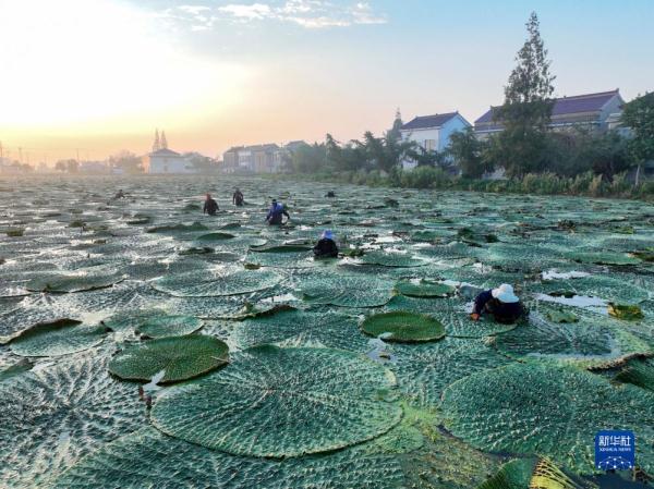 江苏泰州：芡实成熟采收忙