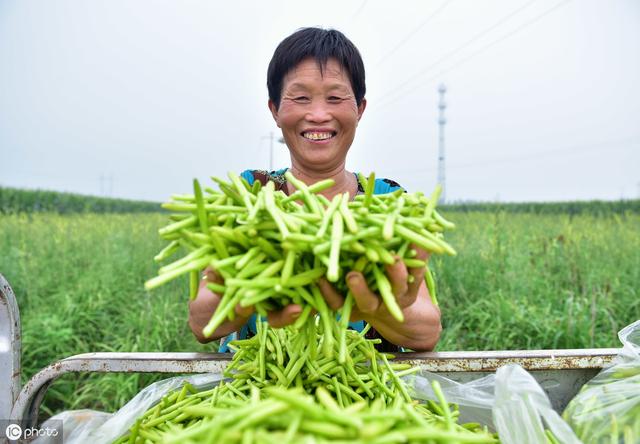 种植技术：黄花菜种植有技巧？这几点种植要点望记牢