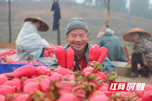 新春走基层丨湖南新田：红皮萝卜种出红火日子