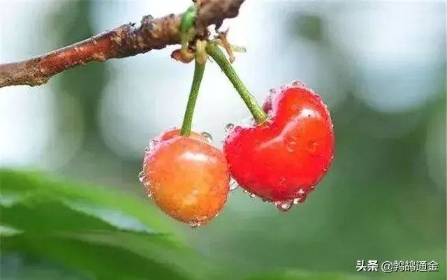 大棚樱桃种植管理方法，以及套种蔬菜介绍