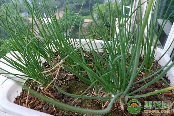 香葱如何种植才能实现高产？香葱高产种植管理技术要点