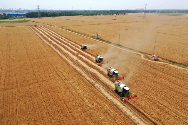 每日一词∣夏粮丰收 bumper summer harvest of grains