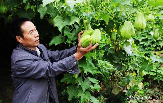 佛手瓜的种植时间和方法，不怕你不知道怎么种！老农告诉你诀窍