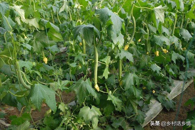 种植瓜果、茄果、豆角类，记住这三个方法，花多果多产量高