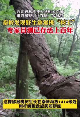 猕猴桃树北方能种植吗(​目测存活上百年，秦岭现至今最粗、最大野生猕猴桃树王，有何价值)