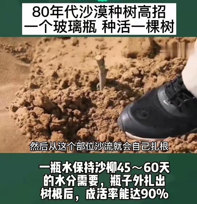 农民一瓶水种活一棵树，瓶外扎根成活率90%，80年代沙漠种树高招