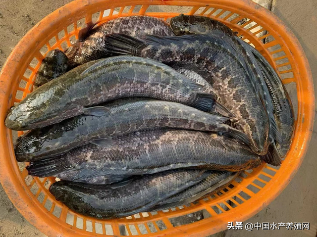 广东开始抢鲈鱼苗？鳜鱼涨鮰鱼跌、黑鱼黄骨稳定！饲料又涨了！