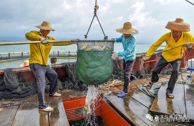 蓝色粮仓！一大波美图，带你去阳江市深海网箱养殖产业园看看收获的场景