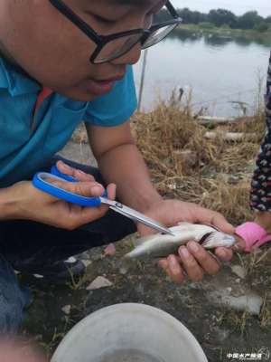 鲈鱼可以淡水养殖吗(加州鲈养殖，饲料和疾病防治都不容忽视)