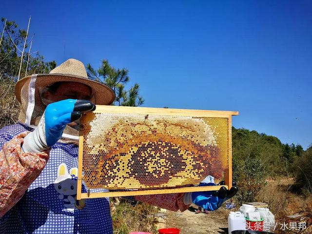 来自罗霄山脉湖南桂东海拔1350米高山蜂场的“蜜中之皇”野桂花蜜