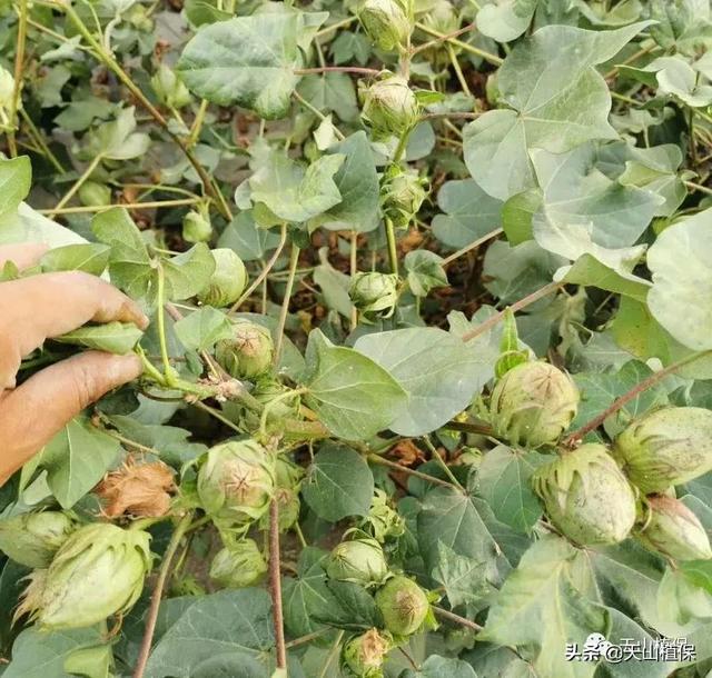 2021年棉花种植每亩地能赚2000元以上，你怎么看？