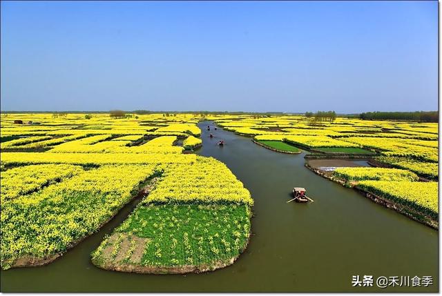 千垛菜花城---兴化。无芋伦比龙香芋，他吃过后曾为其写下诗篇！