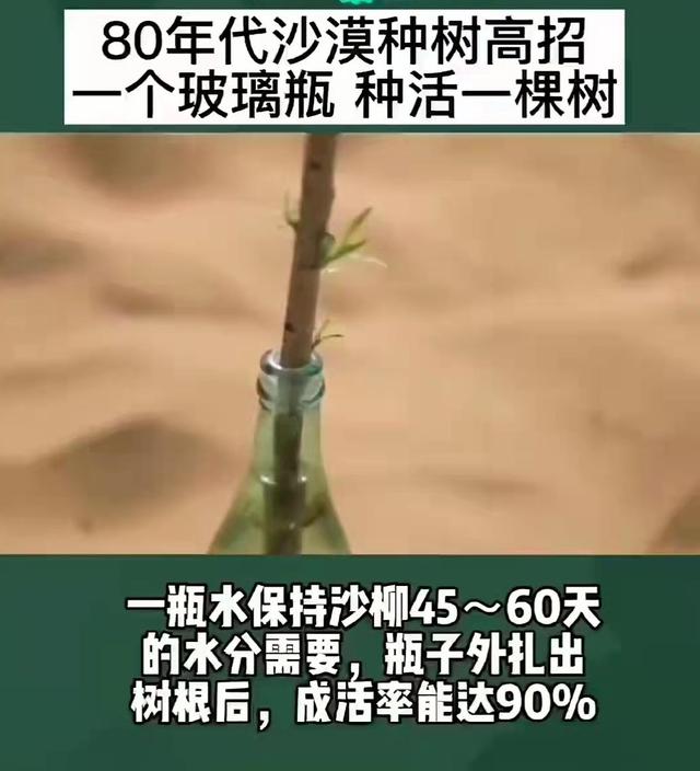 农民一瓶水种活一棵树，瓶外扎根成活率90%，80年代沙漠种树高招