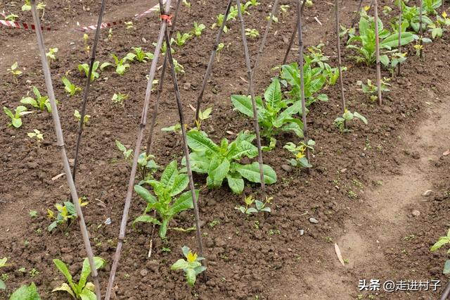 都说种植豆角难，掌握这5个方法，豆角长得快结荚多