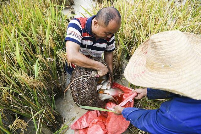 贵州凯里：稻鱼共生双丰收