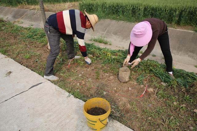 我用水泥池养殖黄鳝，投入两百条鳝鱼苗，养了四个月，结果怎样？