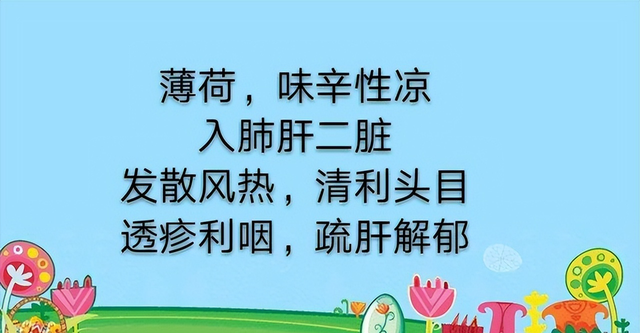 学习一味中药——薄荷，气味辛凉，功专入肝与肺