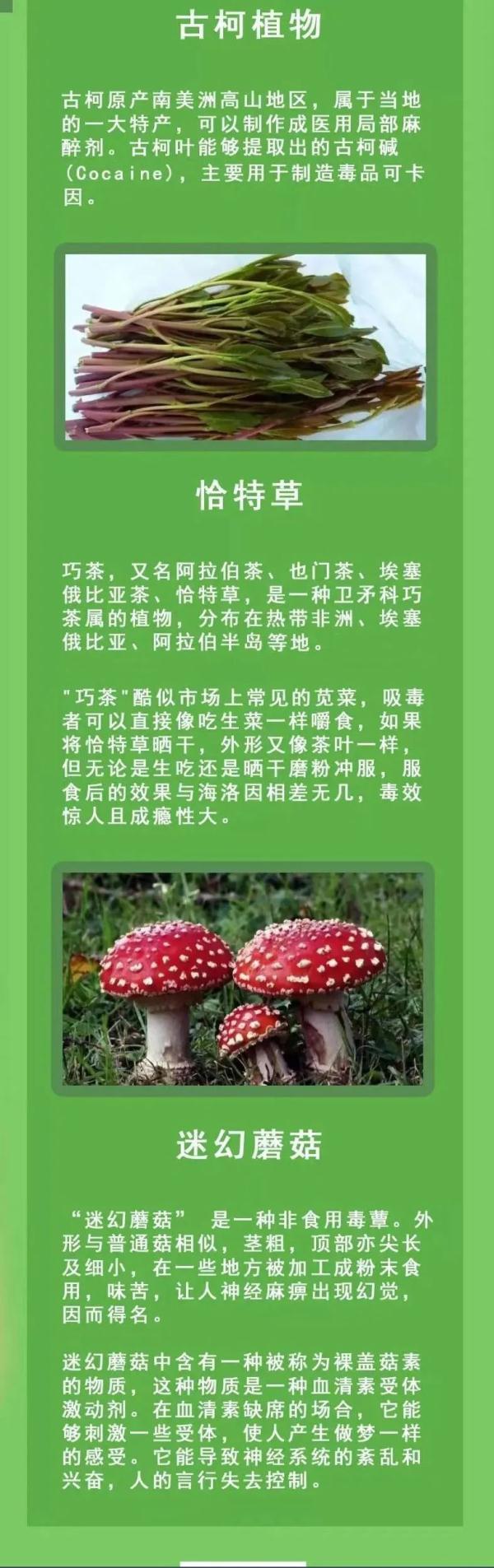 种植物竟要罚款坐牢？这些东西不简单，千万别种了都不知道