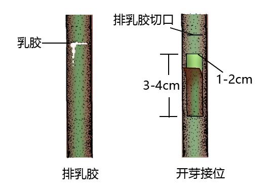 掌握面包果3个嫁接要素，6个基本操作步骤，种苗成活率高