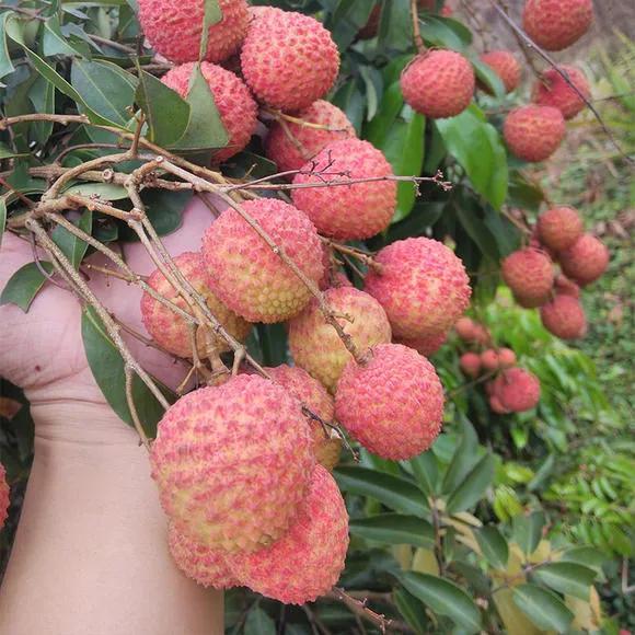 茂名：高州荔枝主产六大乡镇，看看你认识几个？