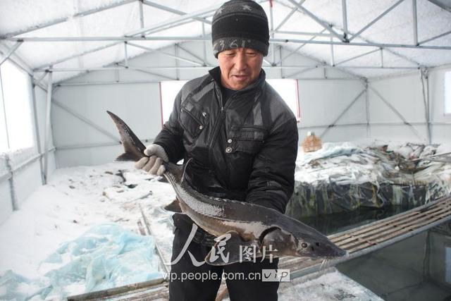 黑龙江黑河：隆冬时节 网箱养殖的鲟鳇鱼开始上市