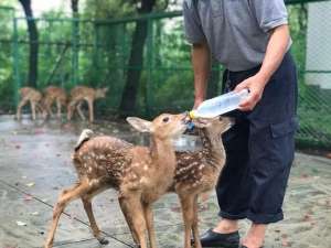 梅花鹿养殖养殖基地(这个松江最大的梅花鹿饲养场，要开发农业旅游项目了，约吗？)