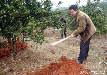 果树施肥抓好这几点，柑橘种植再无“大小年”！