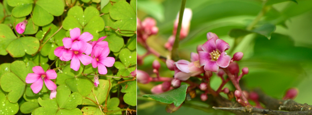 《植物大战僵尸》里重拳出击的植物，现实中战斗力如何？