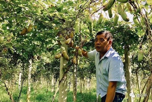 石阡任家寨村：400亩八月瓜丰收在望