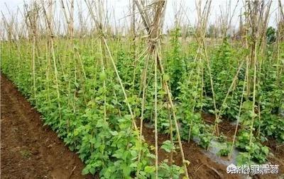 春豇豆（豆角）地膜覆盖种植技术要点