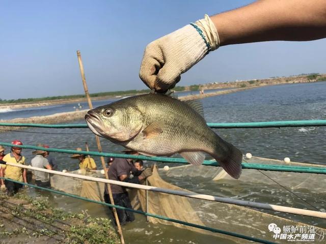 加州鲈头批鱼“零冰鲜”养殖的四大秘诀