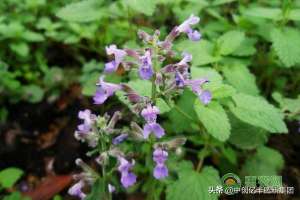 荆芥子种植(荆芥种植的时间和方法)