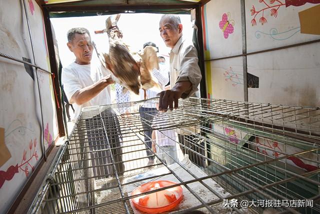 河南这个村：给贫困户分蛋鸭，下鸭蛋“滋润”日子……