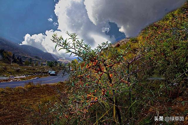 北方地区选什么护坡灌木才能更好地保持水土，固沙造林呢？