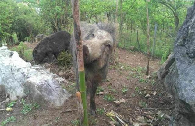 养殖野猪的管理要点野猪养殖方法