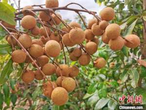 广东能种植什么水果(夏日岭南佳果飘香 到广东台山大开“眼”界)