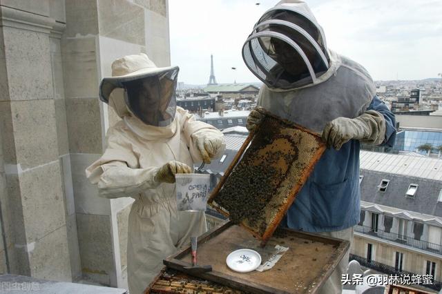 在屋顶也能养殖蜜蜂？城市养蜂的10个技巧，新手一分钟学会养蜂