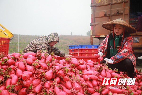 新春走基层丨湖南新田：红皮萝卜种出红火日子