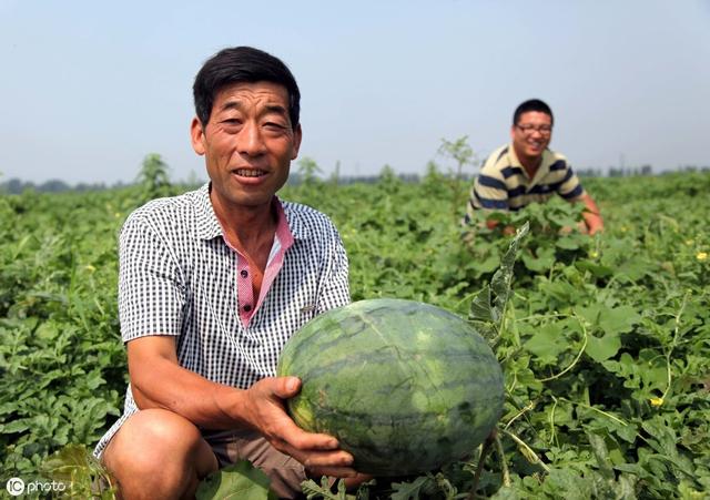 种植西瓜，做好这些管理工作，您也可以种出优质瓜果