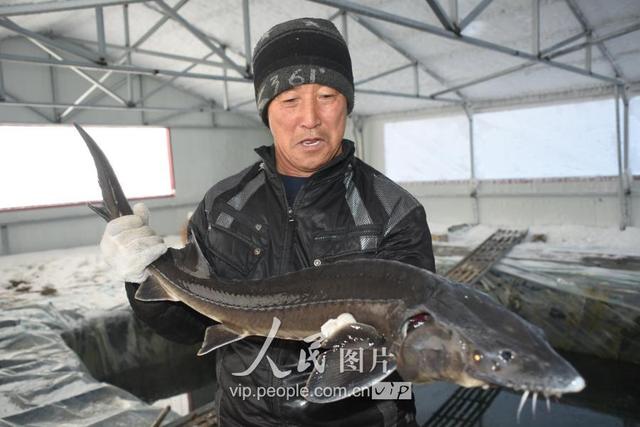 黑龙江黑河：隆冬时节 网箱养殖的鲟鳇鱼开始上市