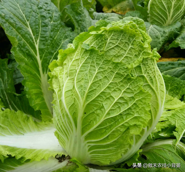 8月中旬大白菜播种正当时，这样种植大白菜才能高产又丰收