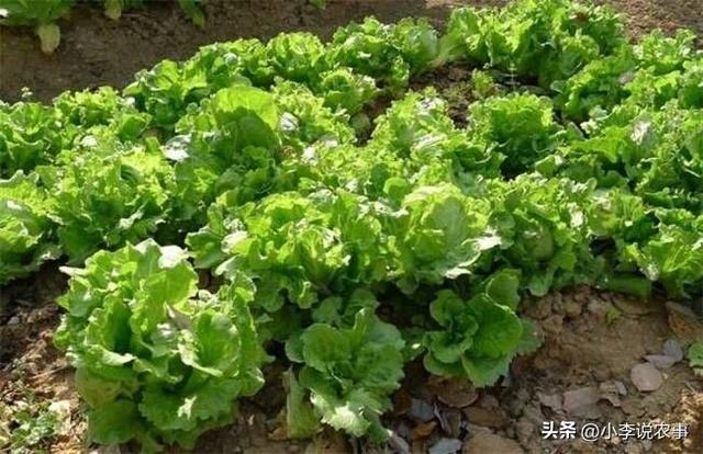 生菜有营养很好吃，但是你知道它该如何种植呢？